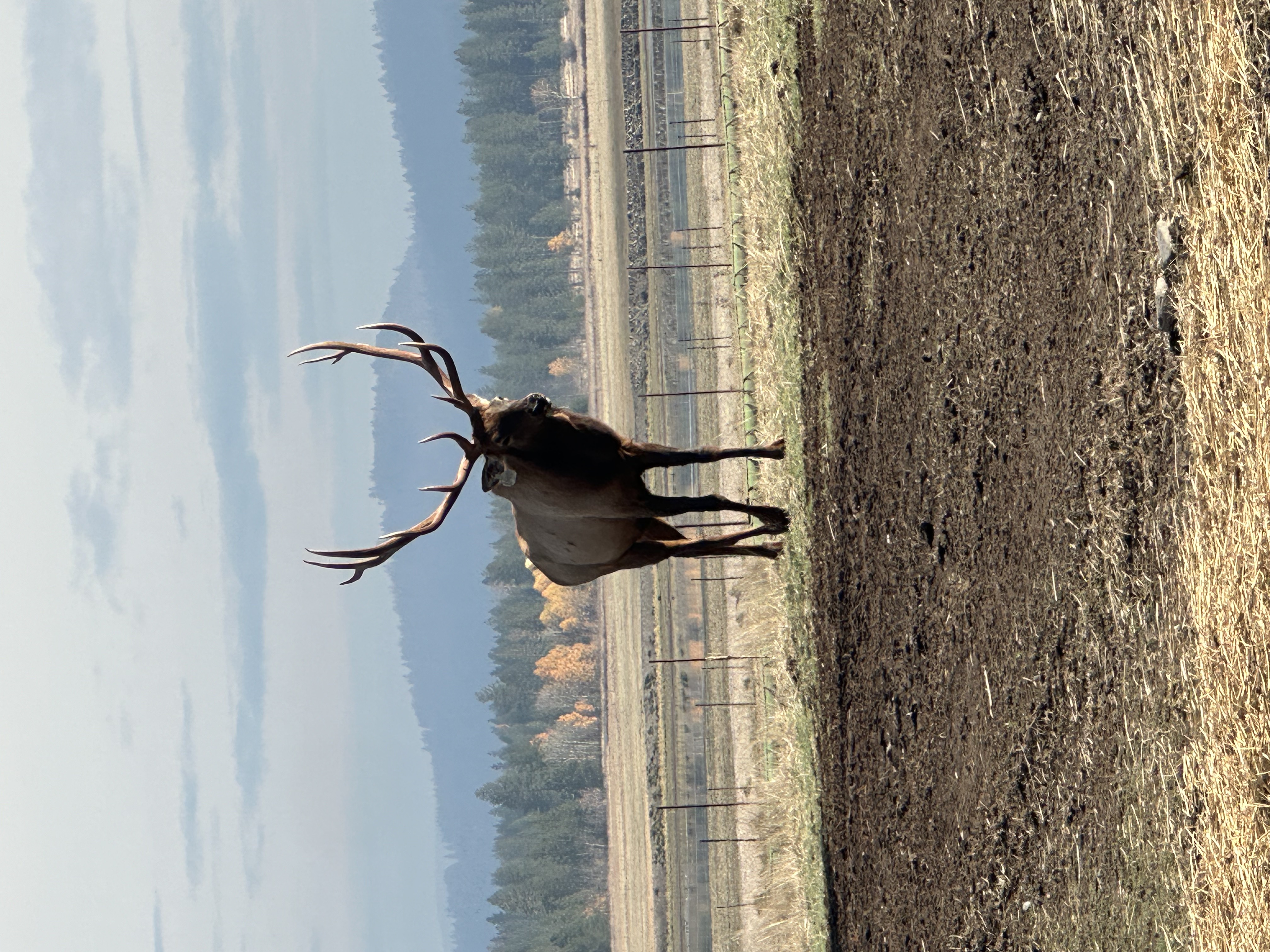 Elk photo 16