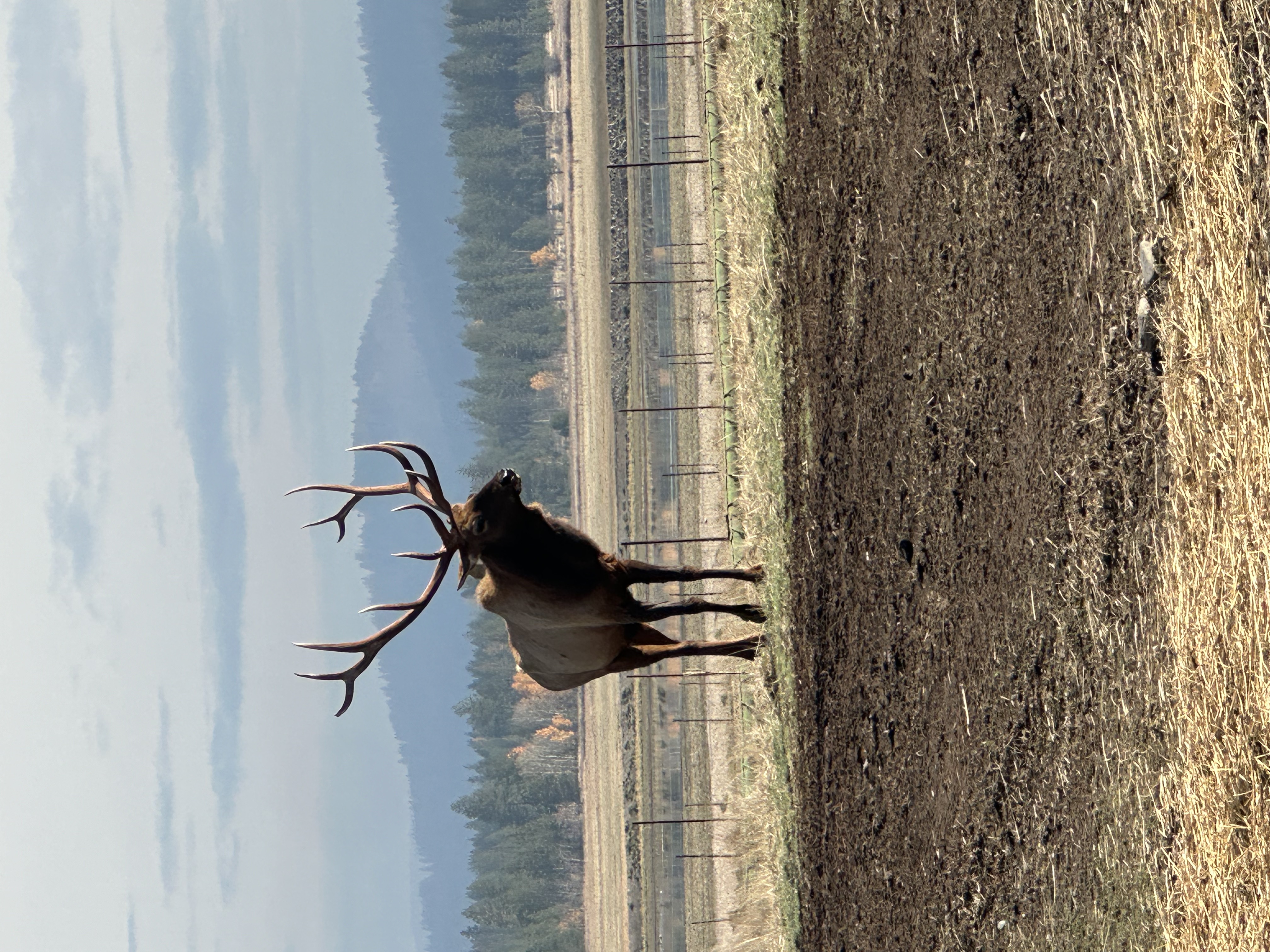 Elk photo 17