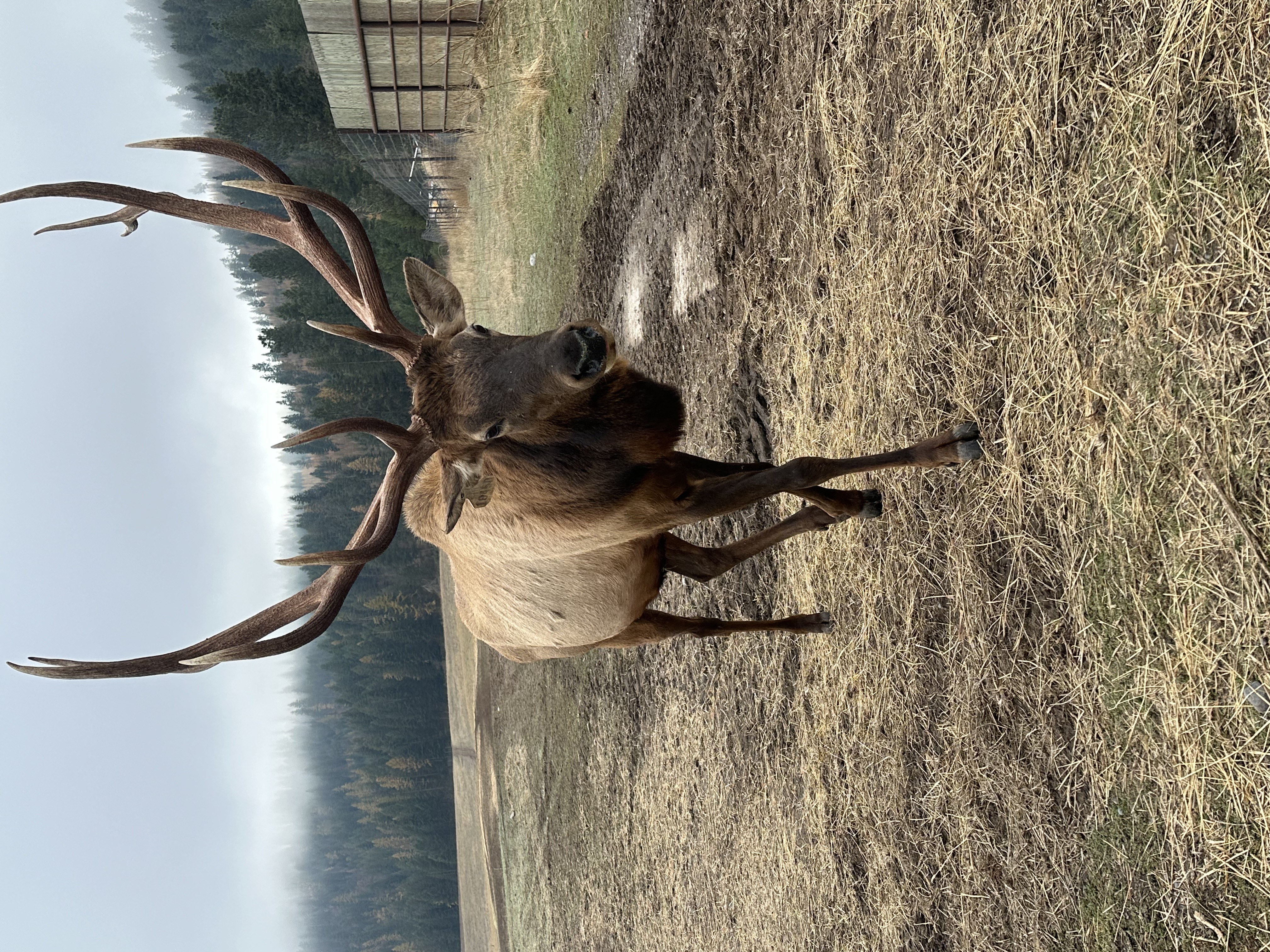 Elk photo 18
