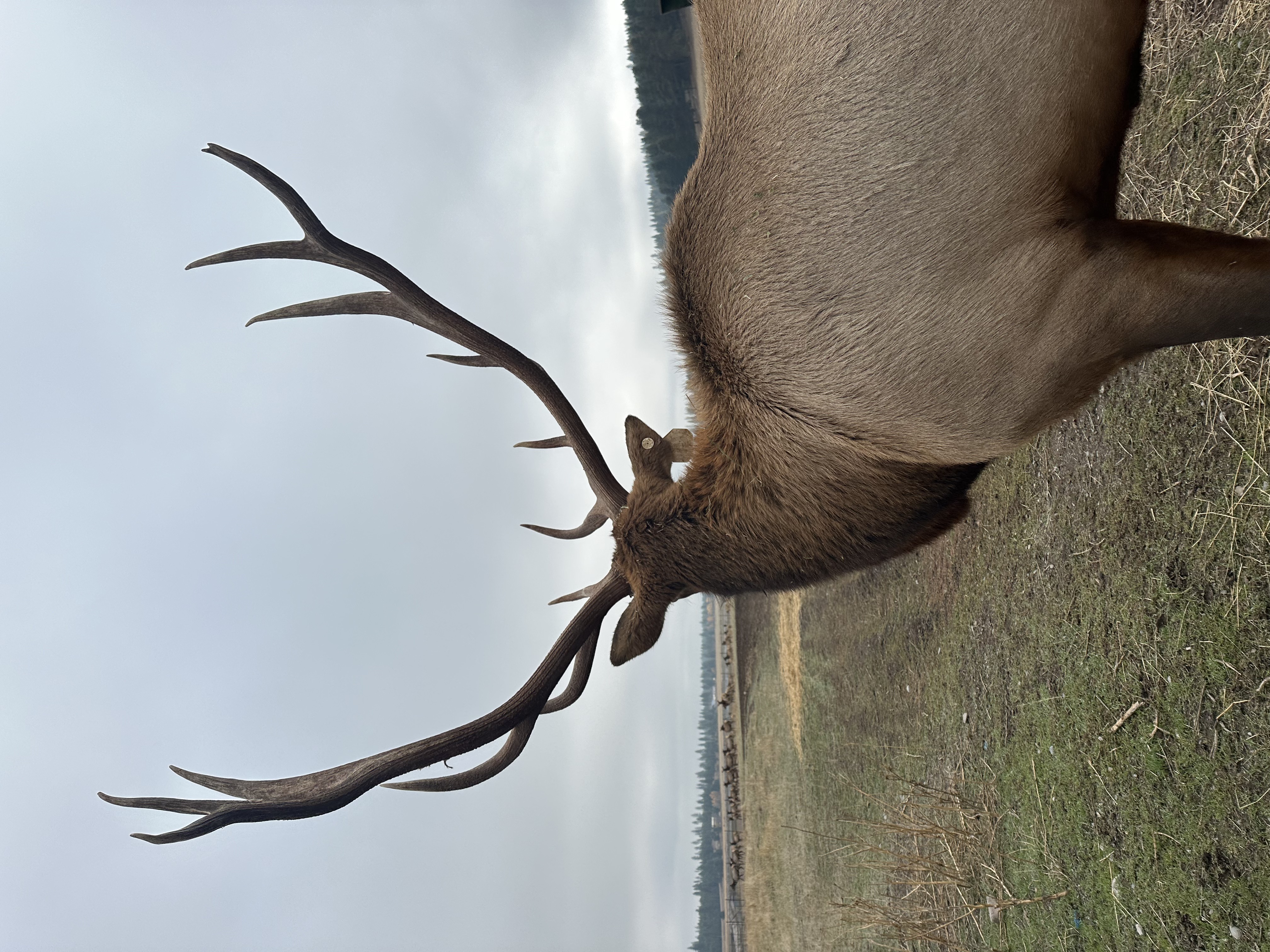 Elk photo 19