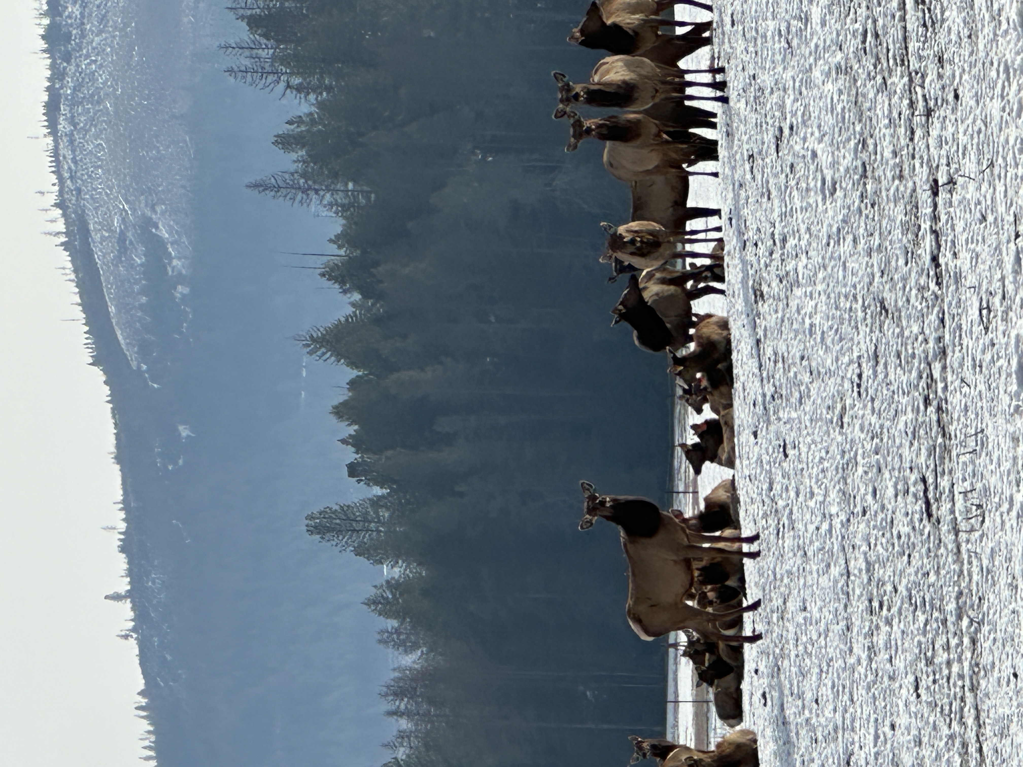 Elk photo 2