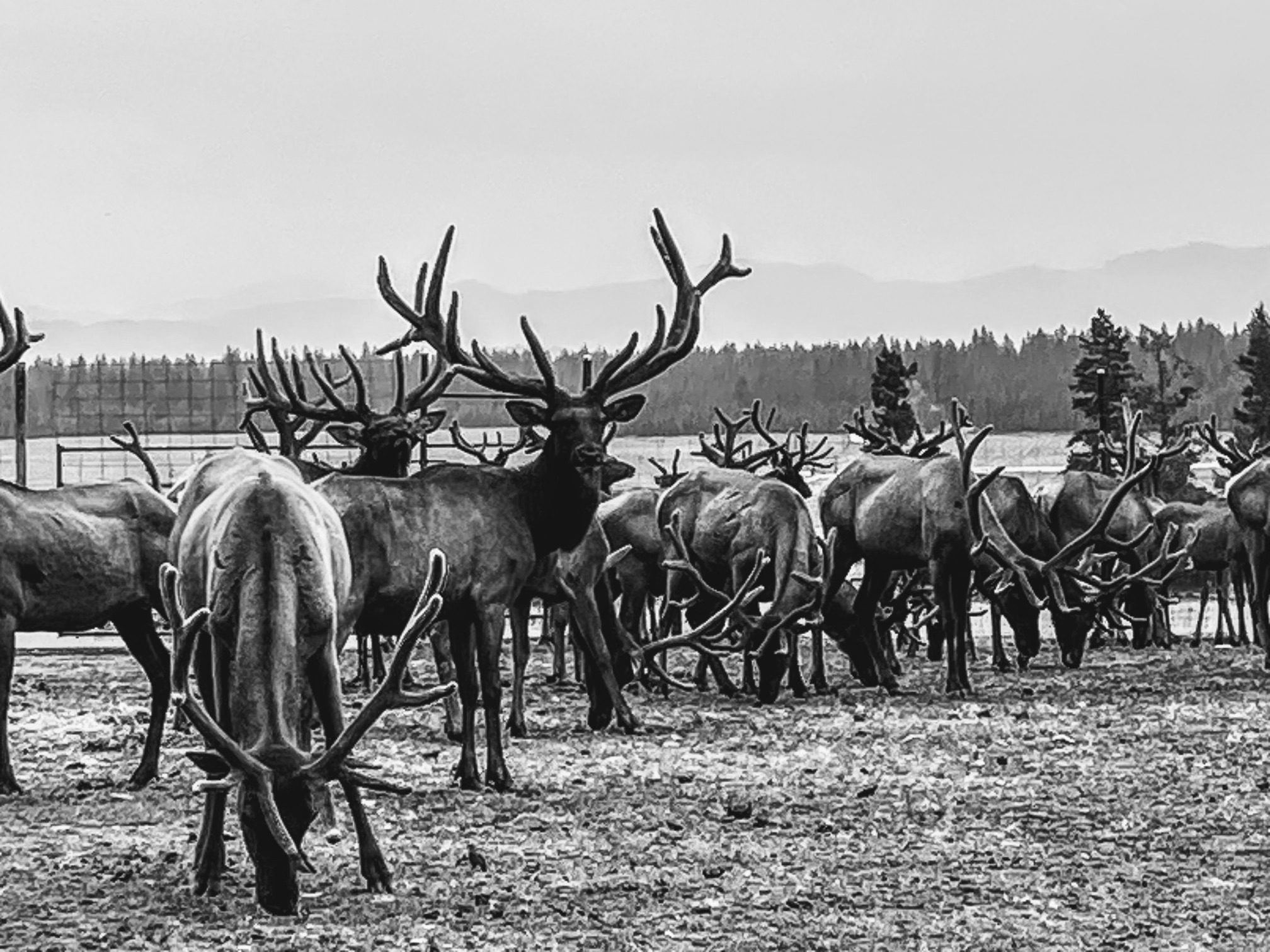 Elk photo 20