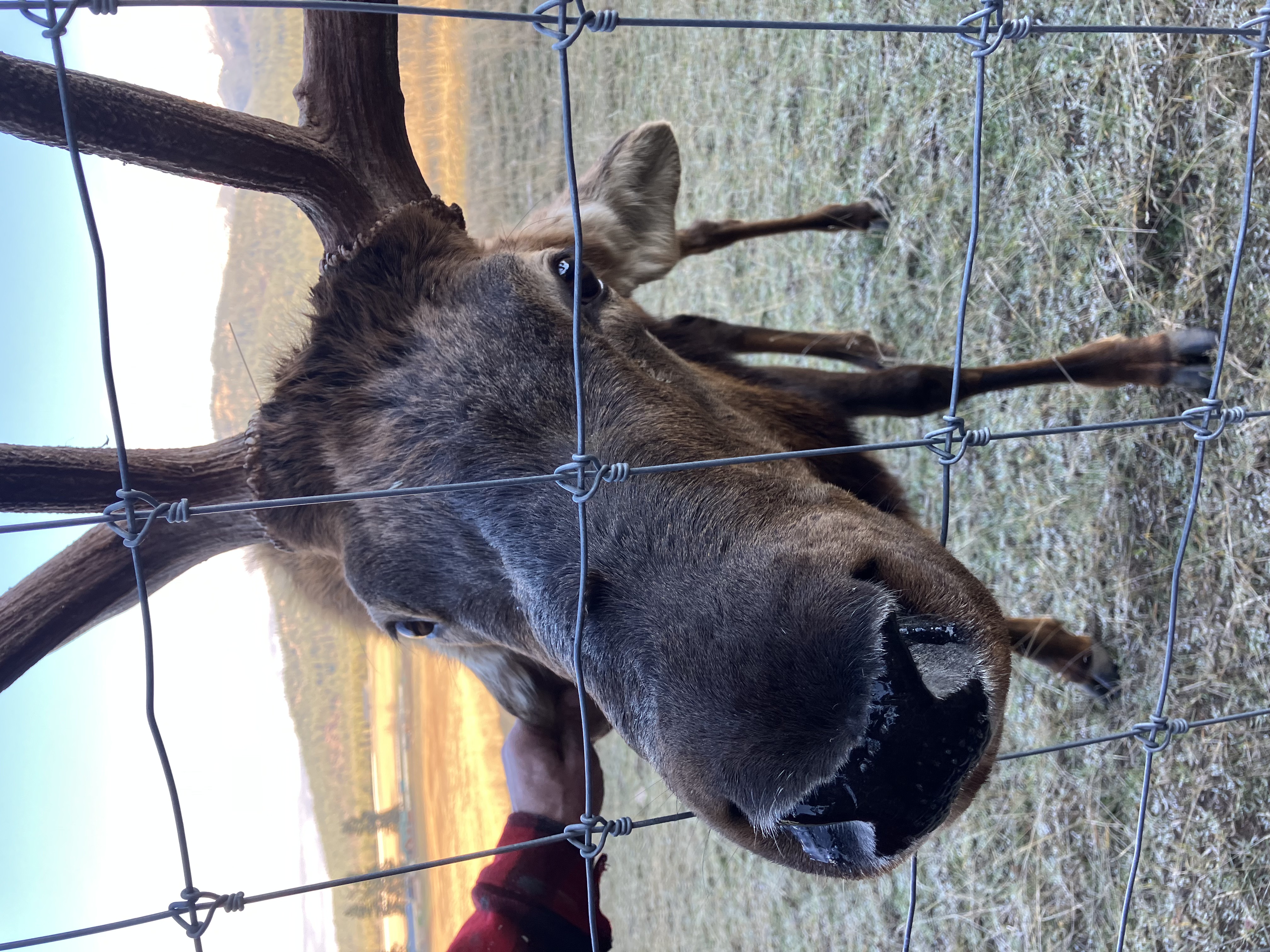 Elk photo 21