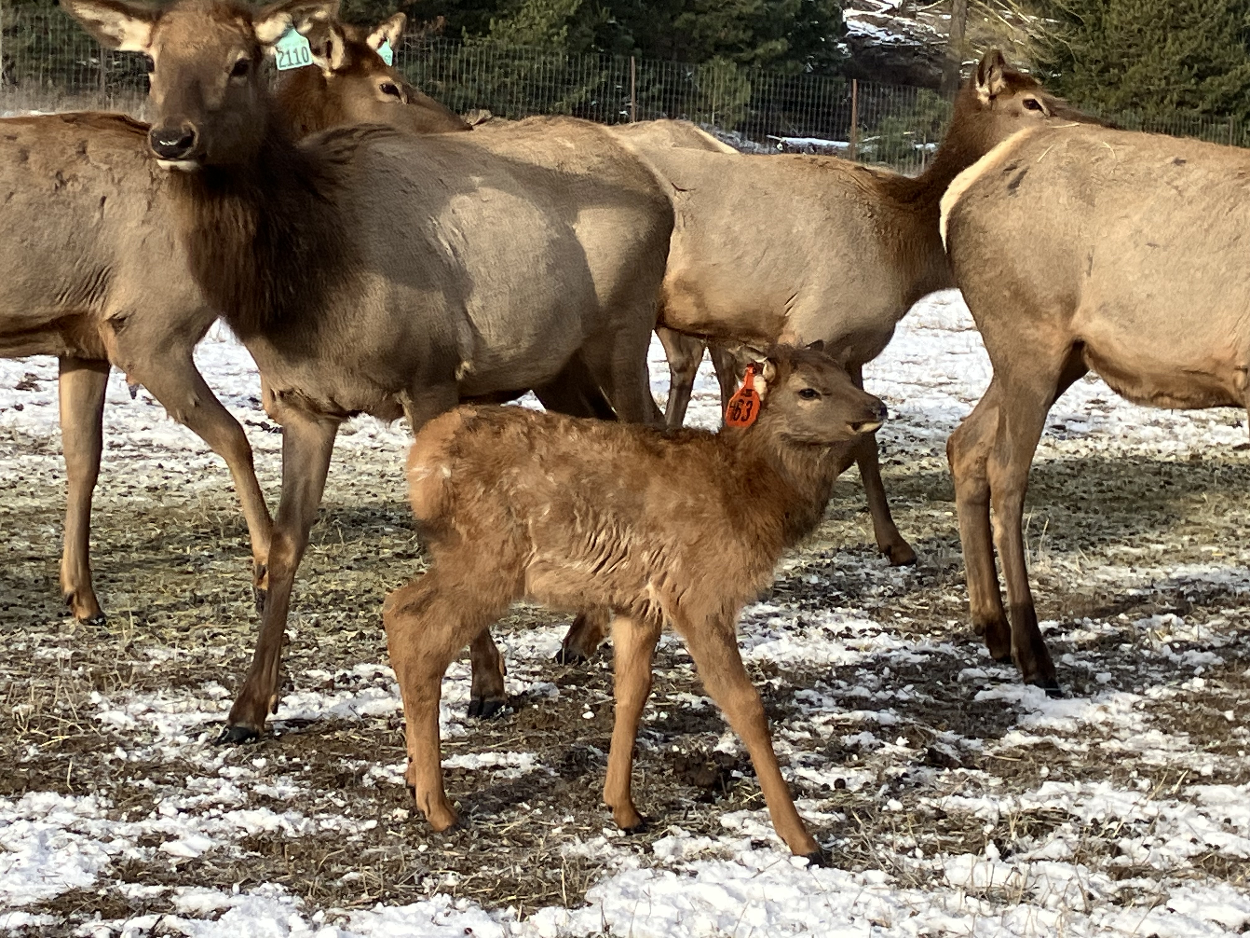 Elk photo 22
