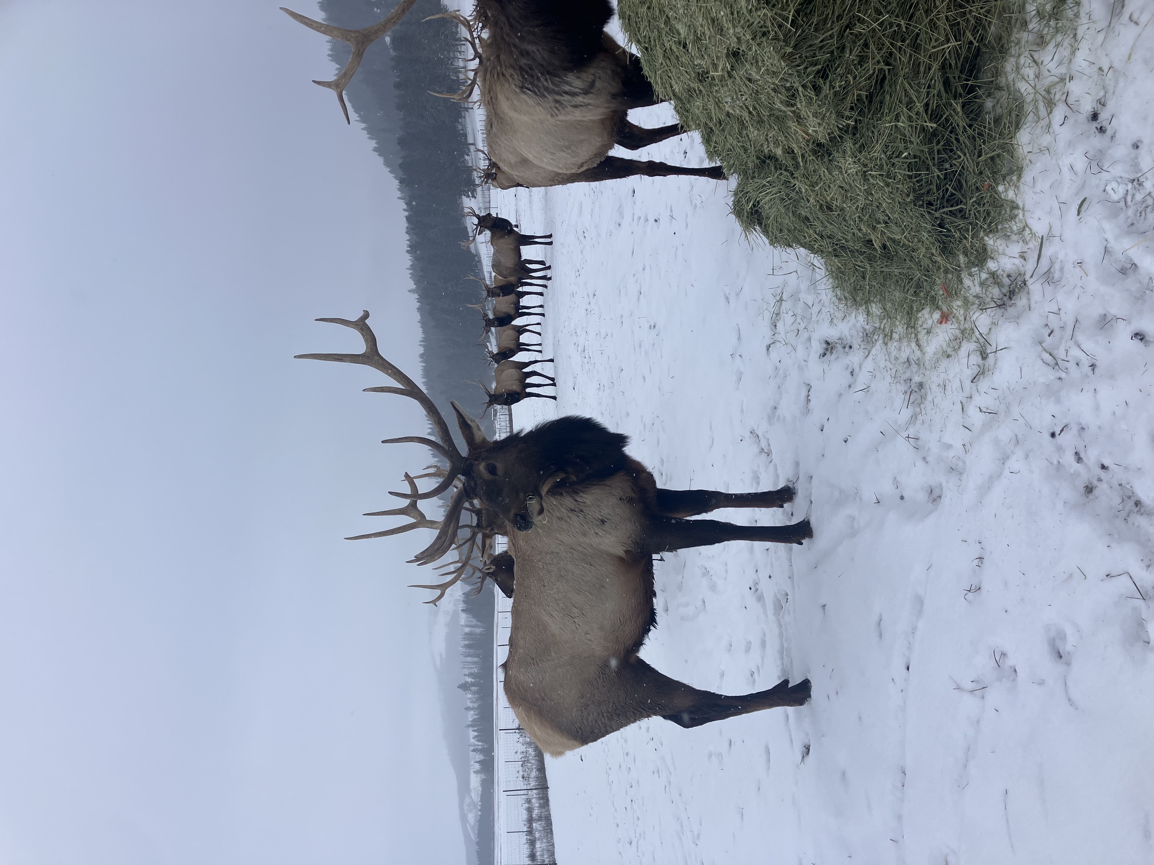 Elk photo 23