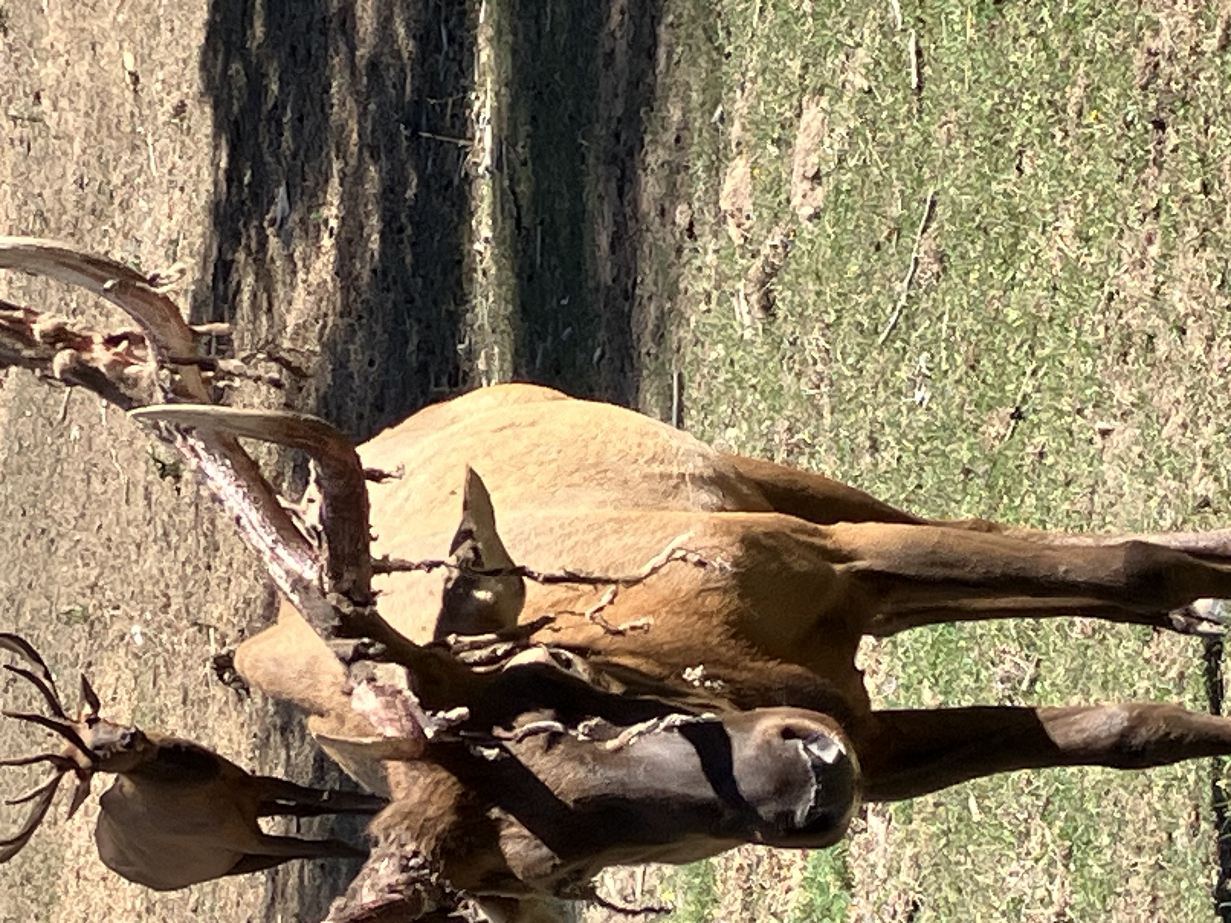 Elk photo 24