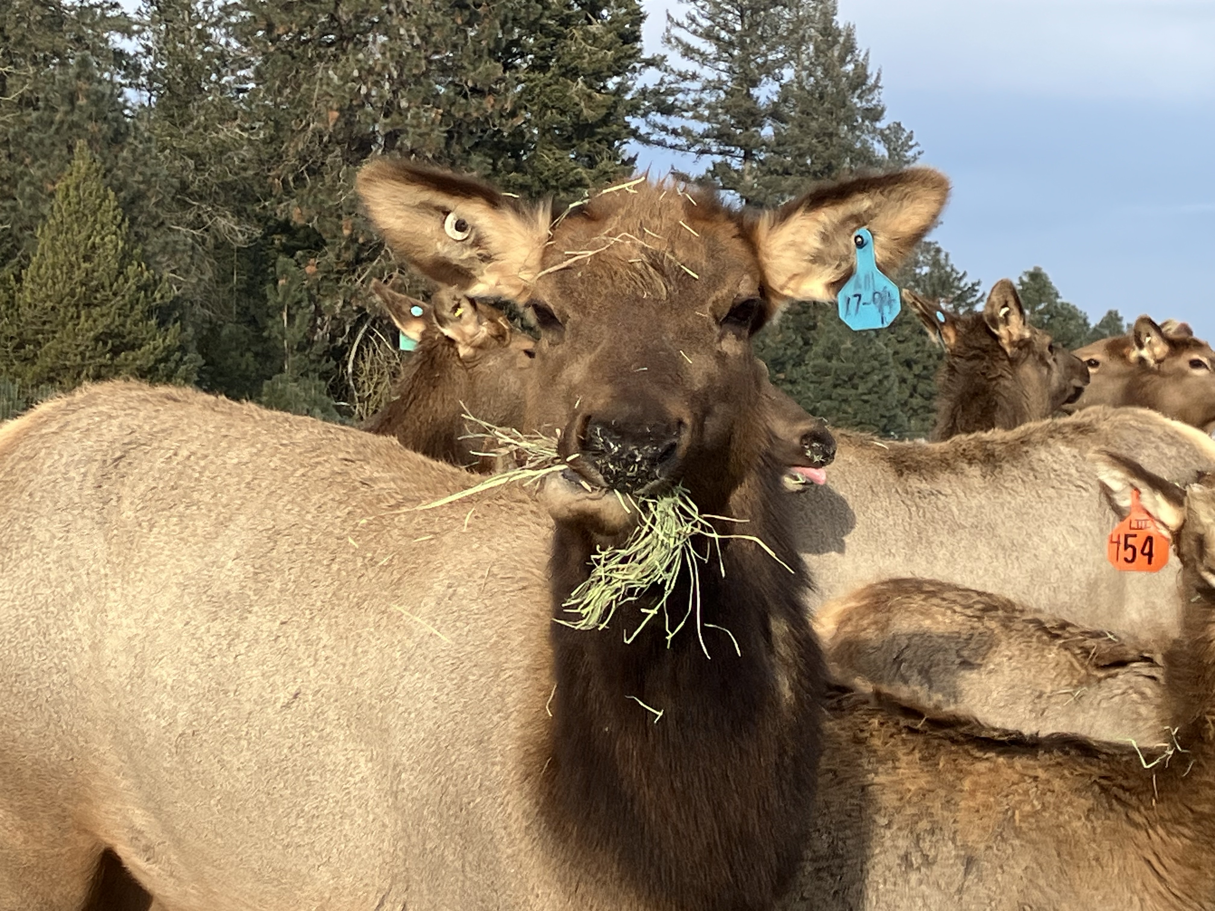Elk photo 25