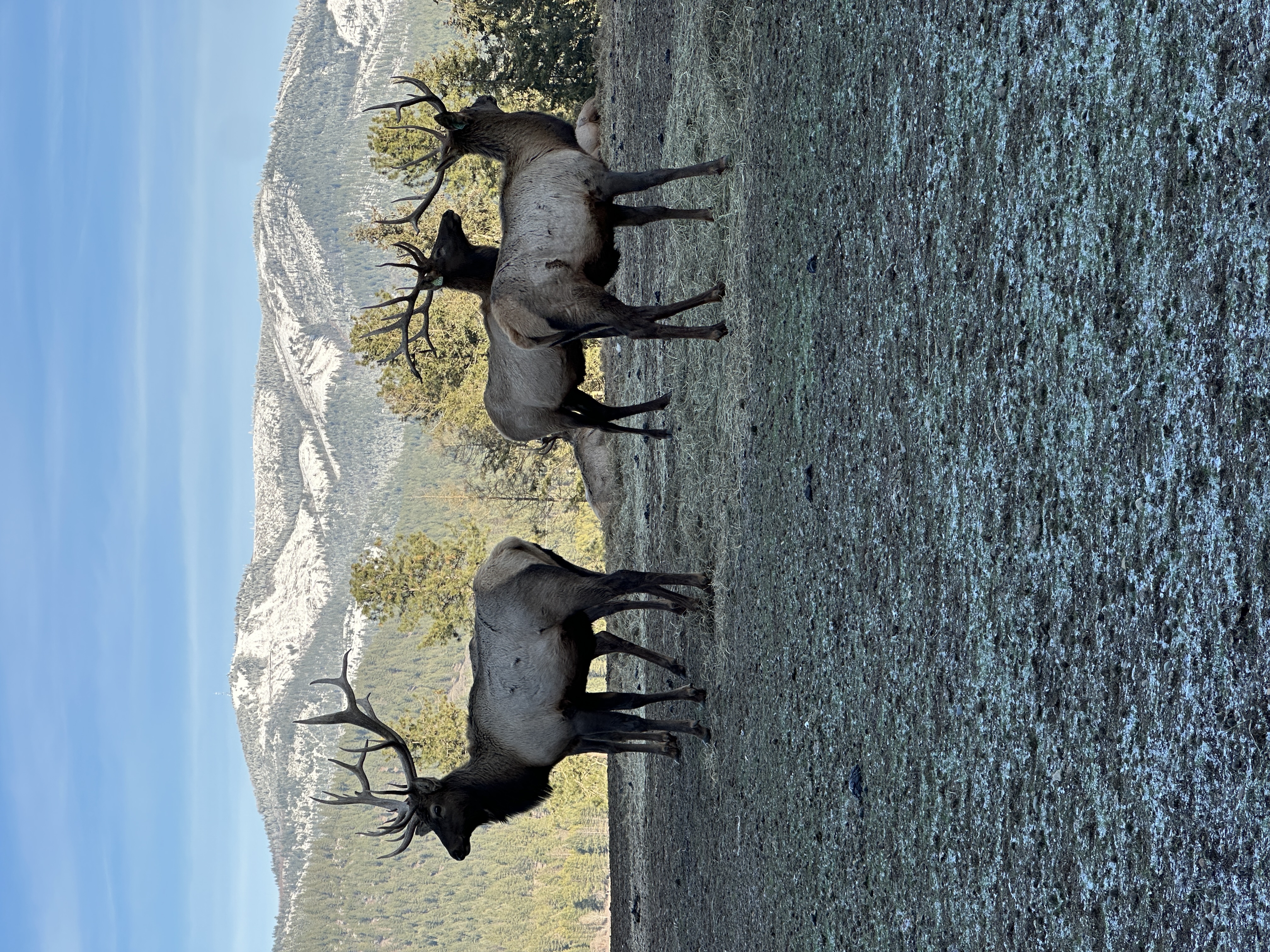 Elk photo 3