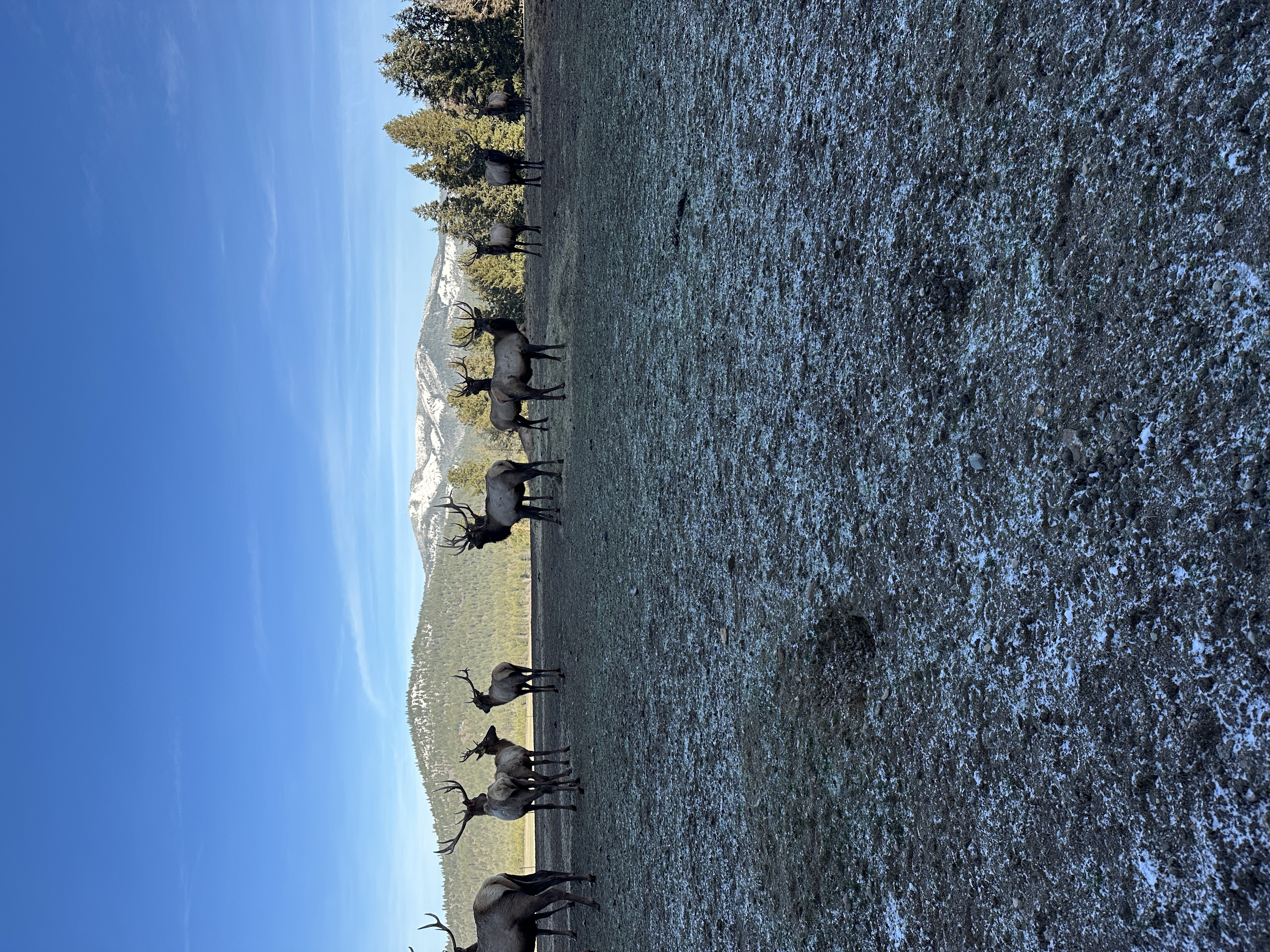 Elk photo 4