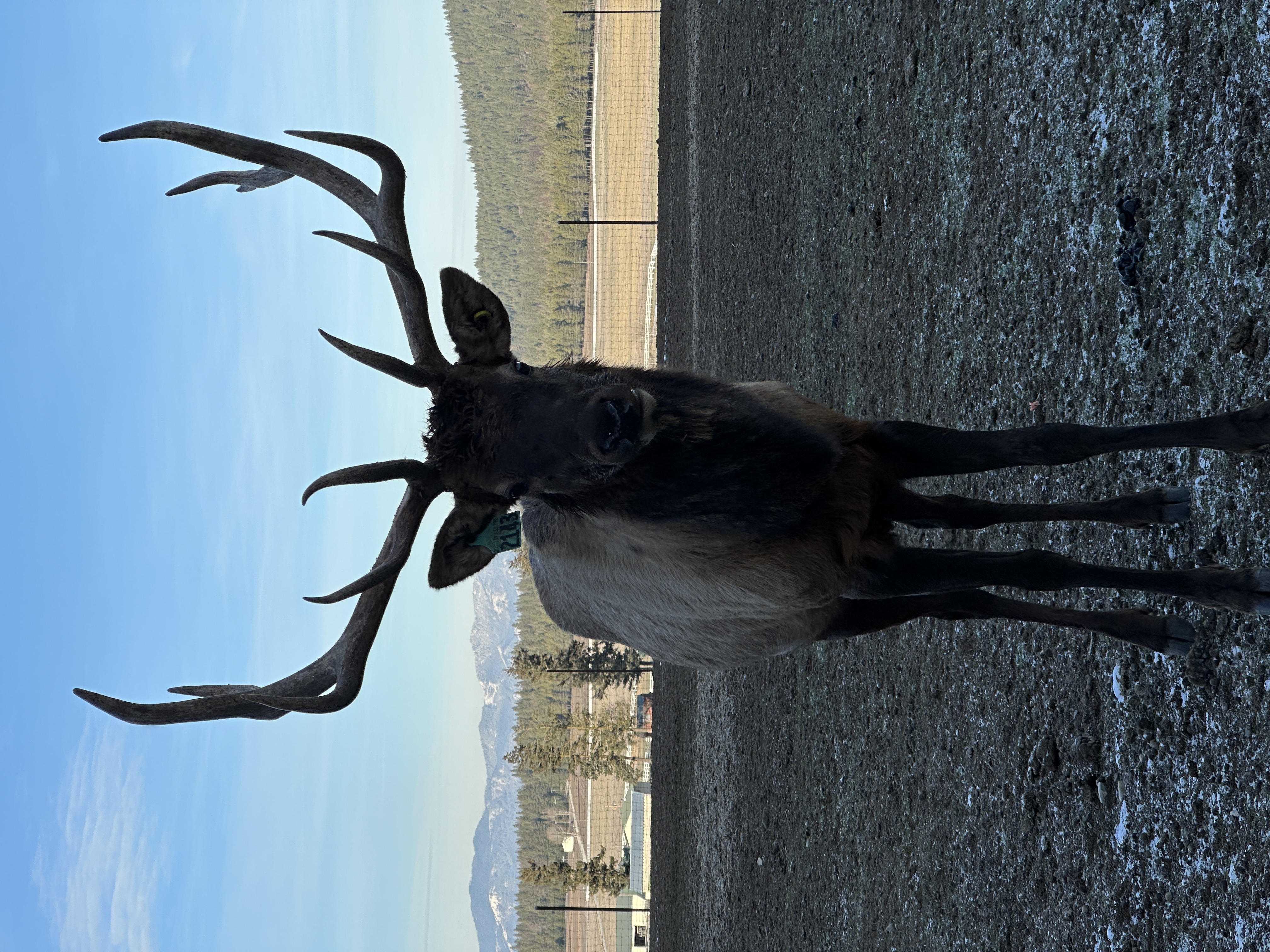 Elk photo 5