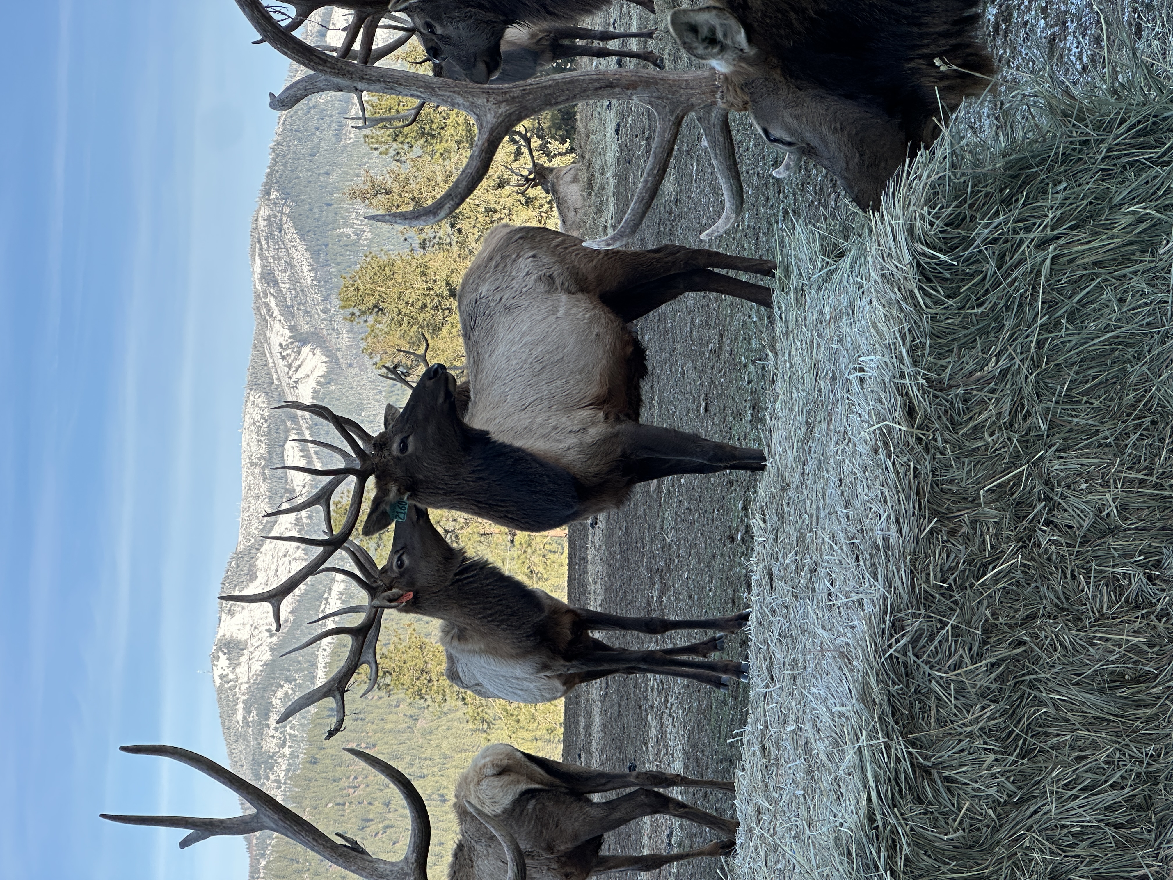 Elk photo 6