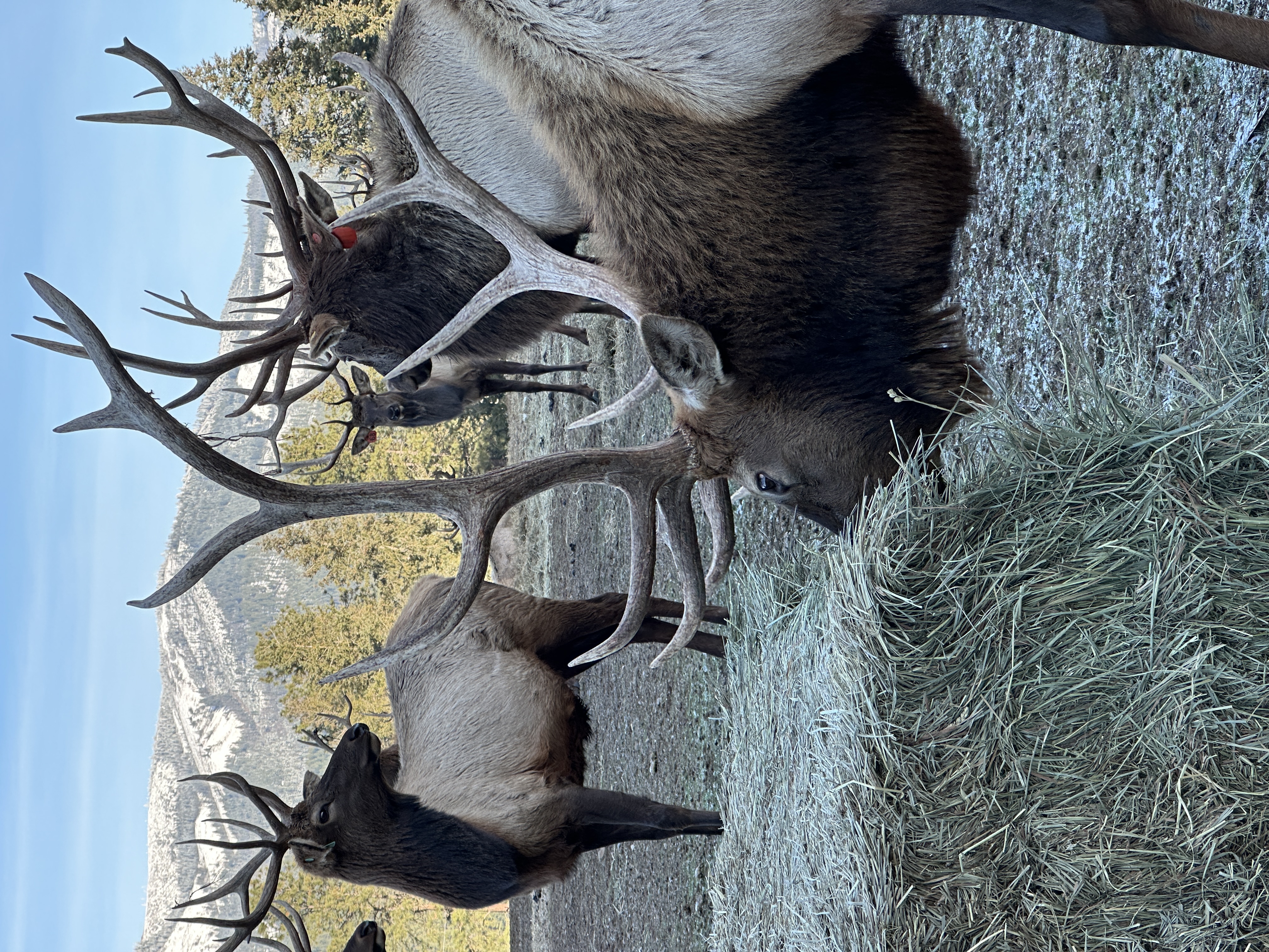 Elk photo 7