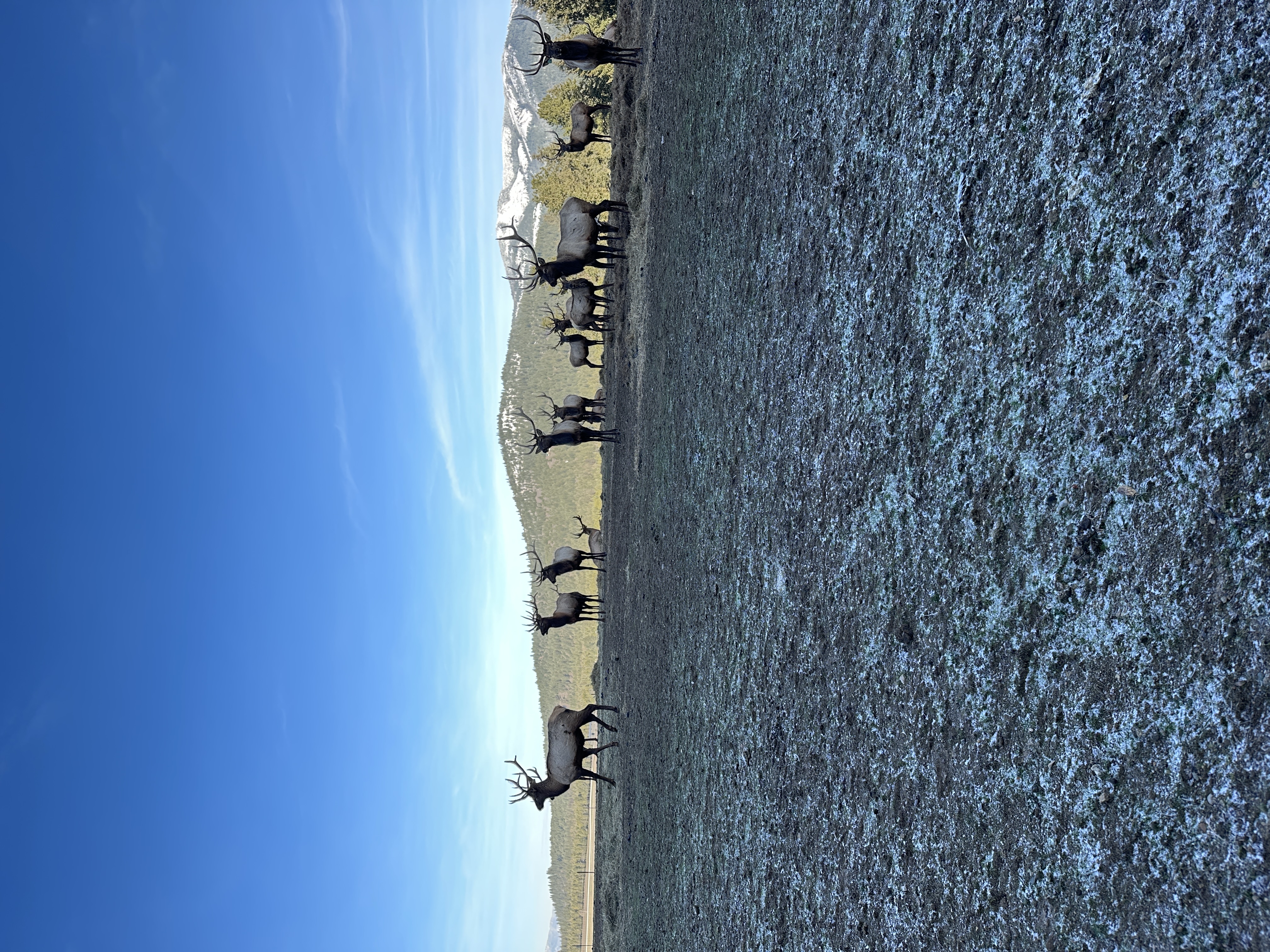Elk photo 8