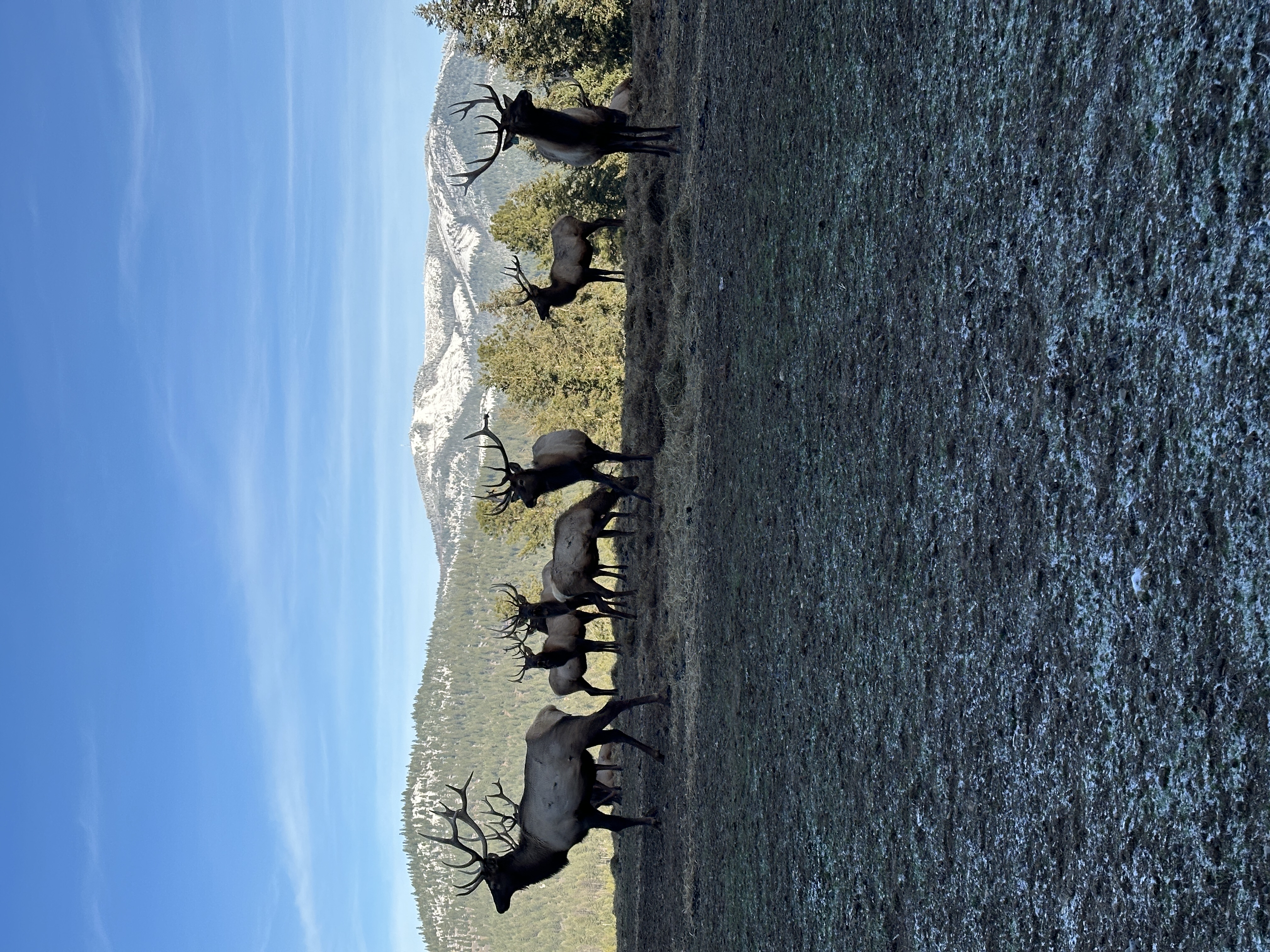 Elk photo 9